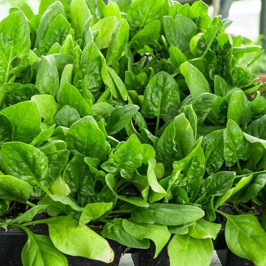 Nasiona Szpinak Asta F1 10g GWARANCJA DORODNYCH PLONÓW Premium Seeds Nasiona Szpinak Asta F1 10g GWARANCJA DORODNYCH PLONÓW Premium Seeds