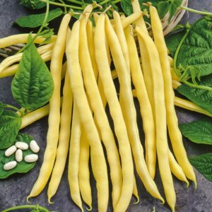 Nasiona Fasola Neckargold 10g szparagowa tyczna żółta Premium Seeds Nasiona Fasola Neckargold 10g szparagowa tyczna żółta Premium Seeds