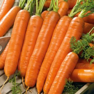 Nasiona Marchew Darina 5g późna- DORODNE, SOCZYSTE I SŁODKIE Premium Seeds Nasiona Marchew Darina 5g późna- DORODNE, SOCZYSTE I SŁODKIE Premium Seeds