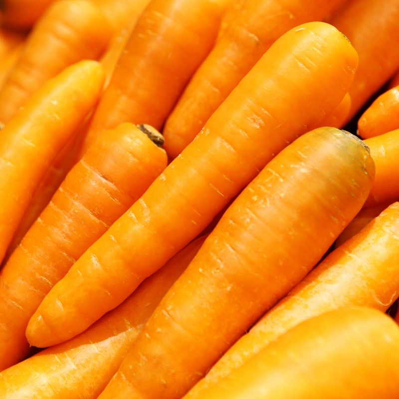 Nasiona Marchew Darina 5g późna- DORODNE, SOCZYSTE I SŁODKIE Premium Seeds Nasiona Marchew Darina 5g późna- DORODNE, SOCZYSTE I SŁODKIE Premium Seeds