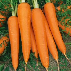 Nasiona Marchew Flakkese 2 5g FLACORO - późna Premium Seeds Nasiona Marchew Flakkese 2 5g FLACORO - późna Premium Seeds