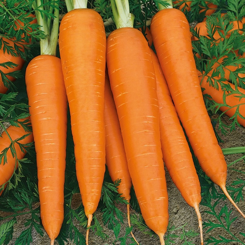 Nasiona Marchew Flakkese 2 5g FLACORO - późna Premium Seeds Nasiona Marchew Flakkese 2 5g FLACORO - późna Premium Seeds