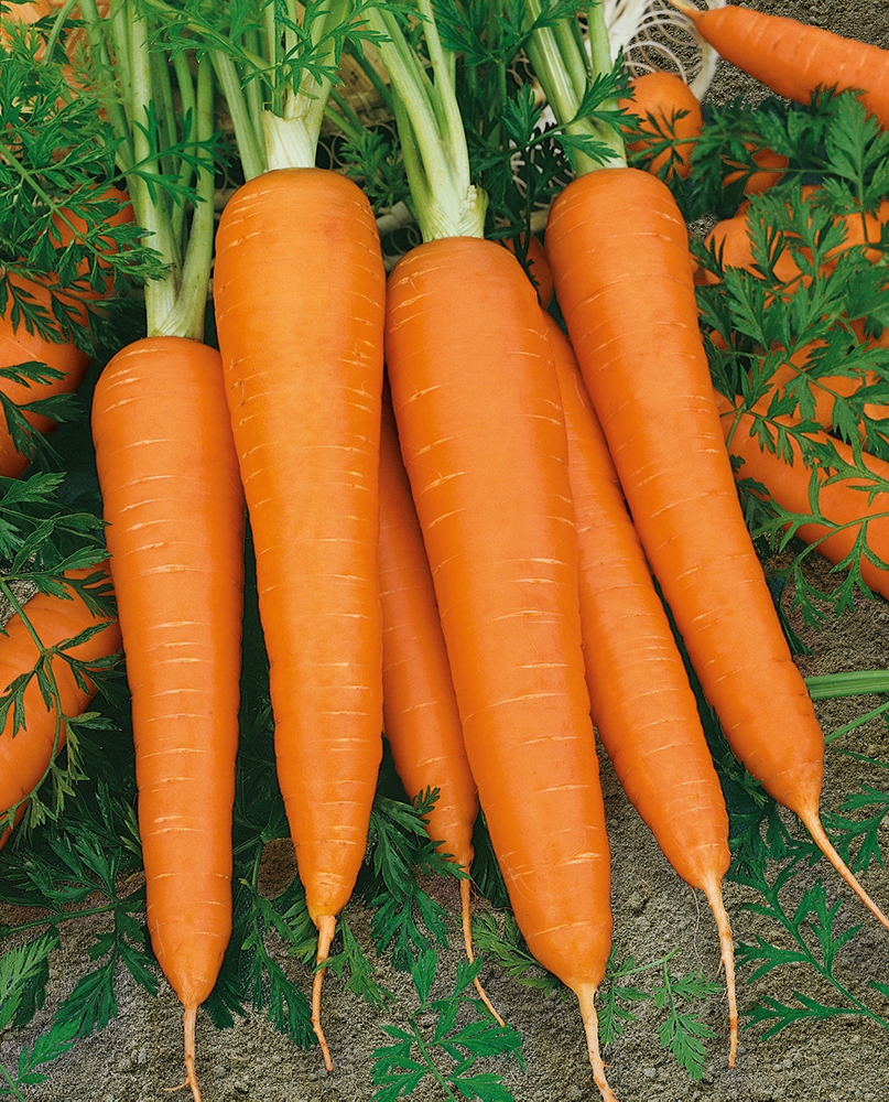 Nasiona Marchew Flakkese 2 5g FLACORO - późna Premium Seeds Nasiona Marchew Flakkese 2 5g FLACORO - późna Premium Seeds
