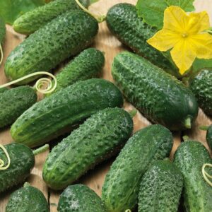 Nasiona Ogórek Alhambra F1 3g- bez gorzkiego smaku Premium Seeds Nasiona Ogórek Alhambra F1 3g- bez gorzkiego smaku Premium Seeds