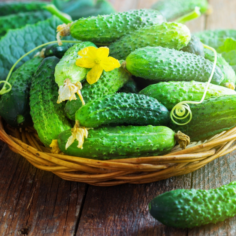 Nasiona Ogórek Alhambra F1 3g- bez gorzkiego smaku Premium Seeds Nasiona Ogórek Alhambra F1 3g- bez gorzkiego smaku Premium Seeds