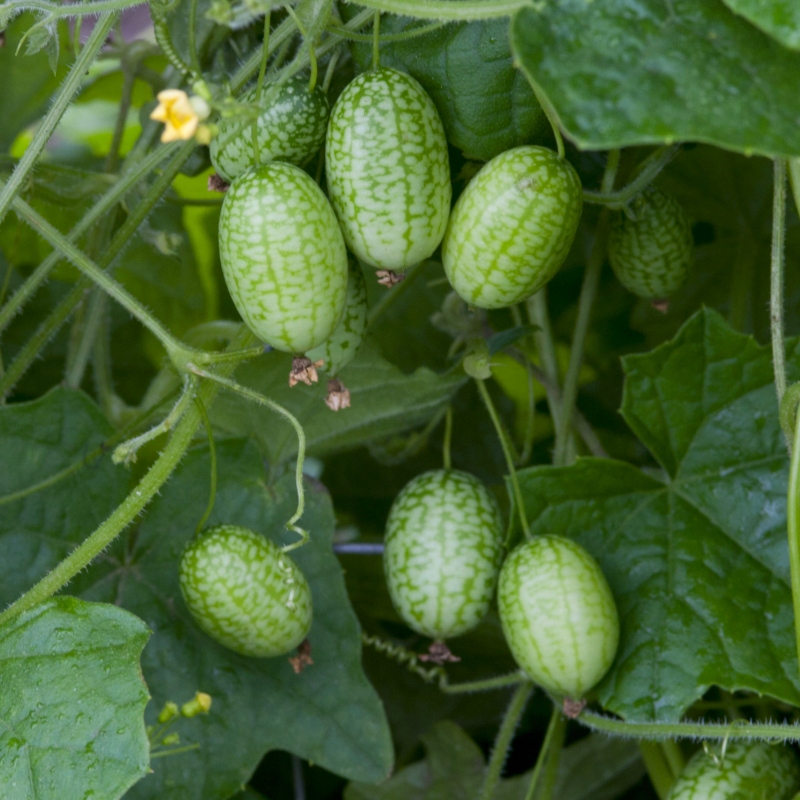 Nasiona Ogórek ozdobny meksykański 0,05g mini arbuzy, Premium Seeds Nasiona Ogórek ozdobny meksykański 0,05g mini arbuzy, Premium Seeds
