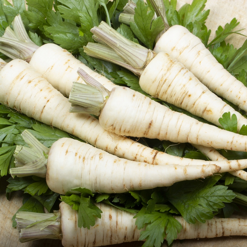 Nasiona Pietruszka Lenka 5g aromatyczny miąższ Premium Seeds Nasiona Pietruszka Lenka 5g aromatyczny miąższ Premium Seeds