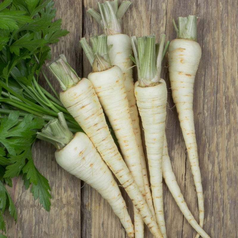 Nasiona Pietruszka Lenka 5g aromatyczny miąższ Premium Seeds Nasiona Pietruszka Lenka 5g aromatyczny miąższ Premium Seeds