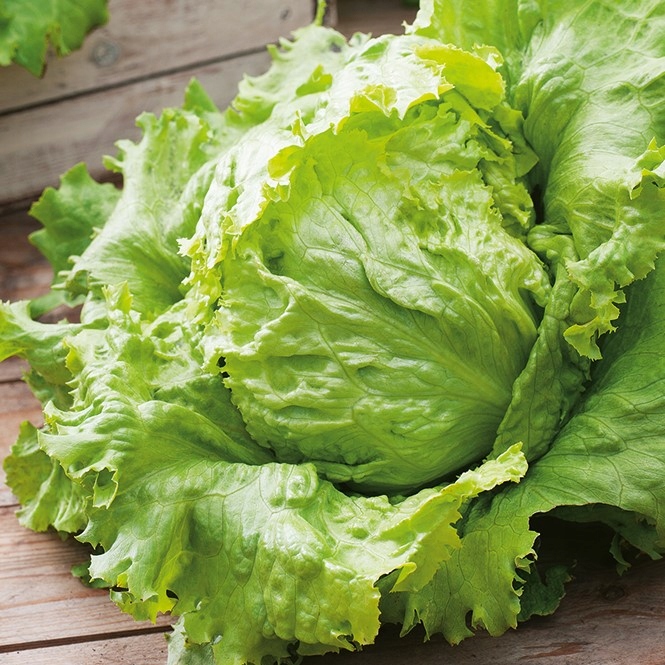 Nasiona sałaty Premium Seeds Tarzan 1 g sałata krucha Nasiona sałaty Premium Seeds Tarzan 1 g sałata krucha
