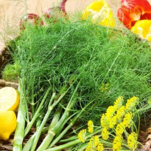 Nasiona Koper ogrodowy Sprinter 5g SUPER PLENNY Premium Seeds Nasiona Koper ogrodowy Sprinter 5g SUPER PLENNY Premium Seeds