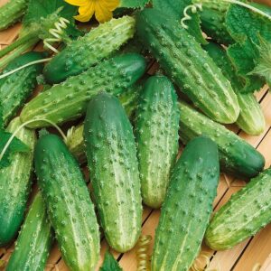 Nasiona Premium Seeds Ogórek Octopus F1 1 g odmiana odporna Nasiona Premium Seeds Ogórek Octopus F1 1 g odmiana odporna