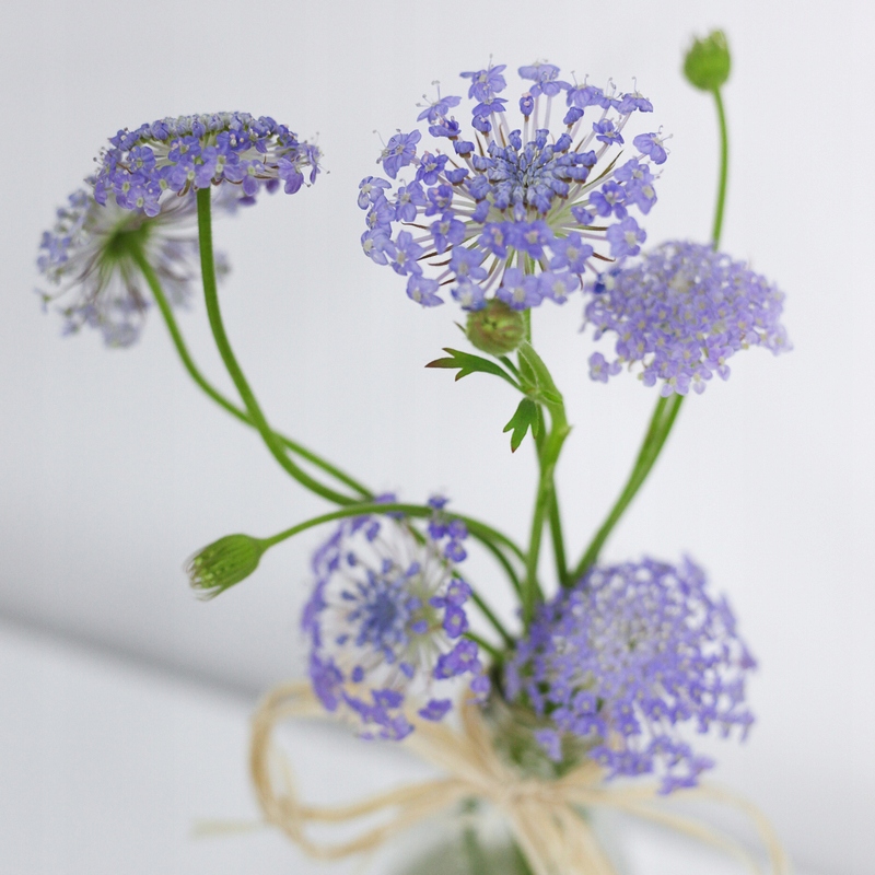 Nasiona Didiskus 0,3 g Premium Seeds Nasiona Didiskus 0,3 g Premium Seeds