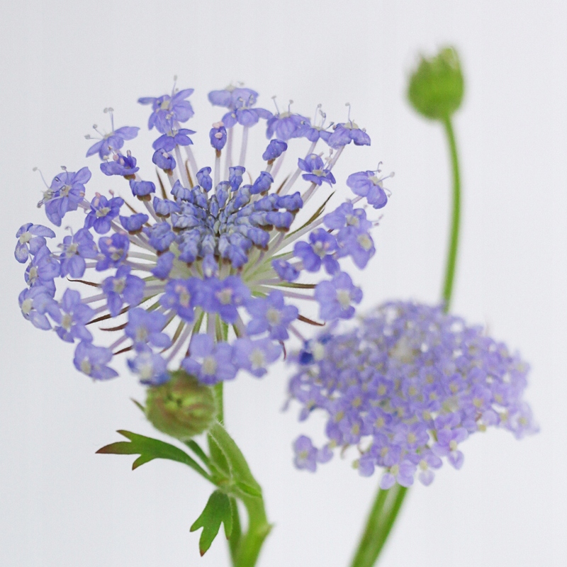 Nasiona Didiskus 0,3 g Premium Seeds Nasiona Didiskus 0,3 g Premium Seeds