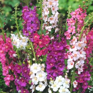 Nasiona Dziewanna fioletowa 0,1g PIĘKNE WYSOKIE KŁOSY Premium Seeds Nasiona Dziewanna fioletowa 0,1g PIĘKNE WYSOKIE KŁOSY Premium Seeds