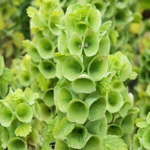 Nasiona Dzwony irlandzkie 0,5g oryginalne zielone kwiaty Premium Seeds Nasiona Dzwony irlandzkie 0,5g oryginalne zielone kwiaty Premium Seeds