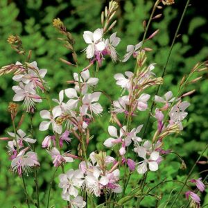 Nasiona Gaura lindheimeri 0,5 g Premium Seeds Nasiona Gaura lindheimeri 0,5 g Premium Seeds