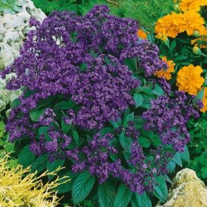 Nasiona Heliotrop Peruwiański 0,1g fioletowe kwiaty Premium Seeds Nasiona Heliotrop Peruwiański 0,1g fioletowe kwiaty Premium Seeds