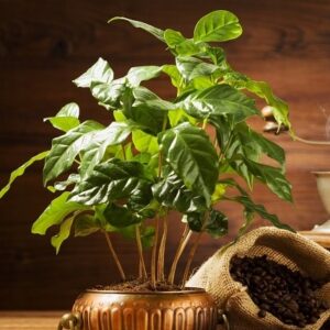 Nasiona Kawa arabska 6 nasion DO UPRAWY W DOMU Premium Seeds Nasiona Kawa arabska 6 nasion DO UPRAWY W DOMU Premium Seeds