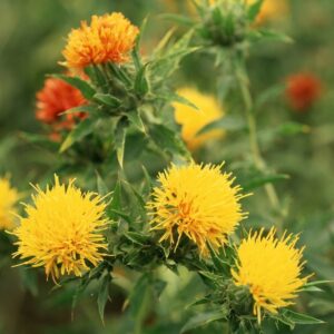 Nasiona Krokosz 2 g do spożywania w formie naparu Premium Seeds Nasiona Krokosz 2 g do spożywania w formie naparu Premium Seeds