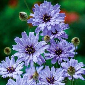 Nasiona Kupidynek niebieski 0,1g ozdoba Premium Seeds Nasiona Kupidynek niebieski 0,1g ozdoba Premium Seeds