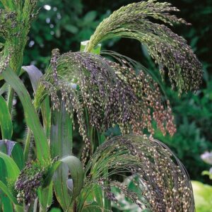 Nasiona Proso Fioletowe 4 g PREMIUM Seeds Nasiona Proso Fioletowe 4 g PREMIUM Seeds