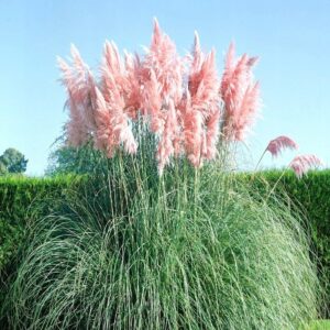 Nasiona Trawa pampasowa różowa 0,03g ozdobna, wysoka Premium Seeds Nasiona Trawa pampasowa różowa 0,03g ozdobna, wysoka Premium Seeds
