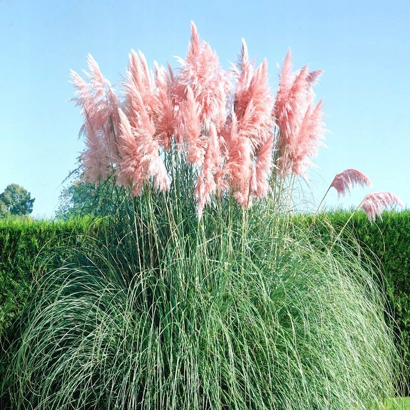 Nasiona Trawa pampasowa różowa 0,03g ozdobna, wysoka Premium Seeds Nasiona Trawa pampasowa różowa 0,03g ozdobna, wysoka Premium Seeds