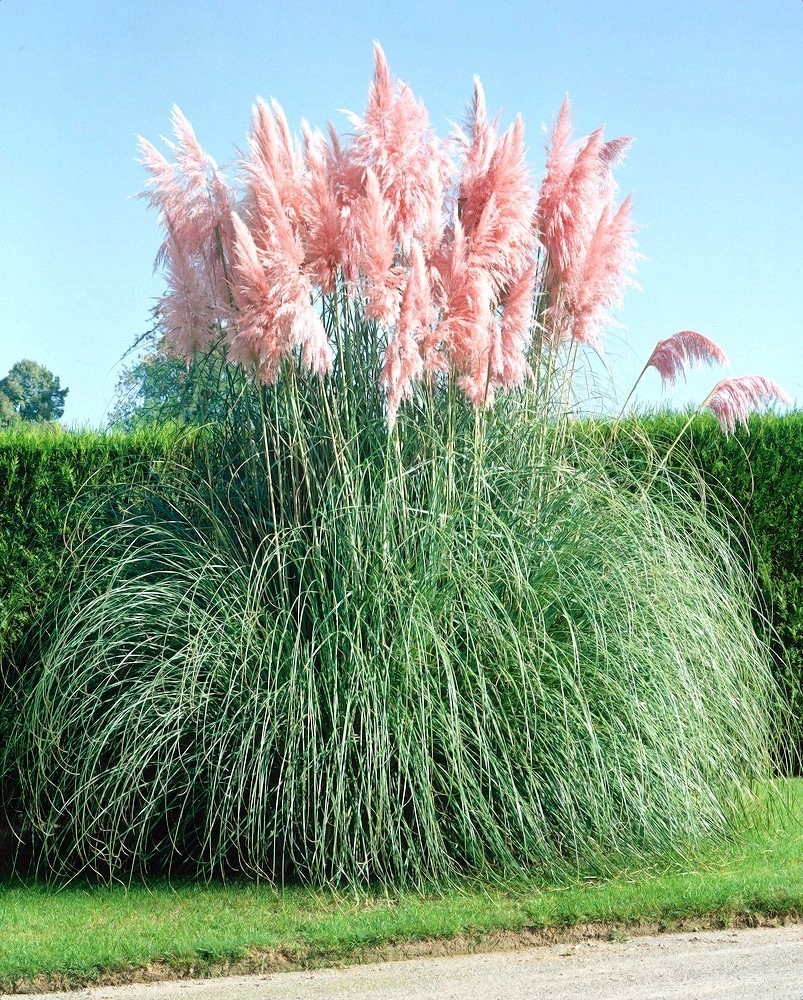 Nasiona Trawa pampasowa różowa 0,03g ozdobna, wysoka Premium Seeds Nasiona Trawa pampasowa różowa 0,03g ozdobna, wysoka Premium Seeds