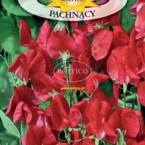 Nasiona Groszek pachnący czerwony 3 g Roltico Nasiona Groszek pachnący czerwony 3 g Roltico