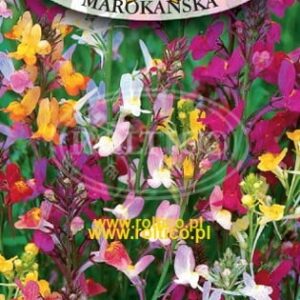 Nasiona Lnica marokańska 0,5g Roltico nasiona kwiatów Nasiona Lnica marokańska 0,5g Roltico nasiona kwiatów