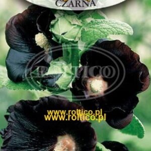 MALWA CZARNA nasiona 0,5 g ROLTICO bardzo atrakcyjna CZARNO PURPUROWA MALWA CZARNA nasiona 0,5 g ROLTICO bardzo atrakcyjna CZARNO PURPUROWA