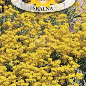 Nasiona Smagliczka skalna – żółta 0,5 g Roltico Nasiona Smagliczka skalna – żółta 0,5 g Roltico