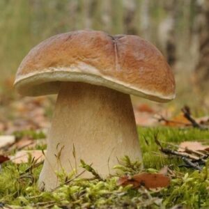 Grzybnia Mycelium Borowik szlachetny 10 g grzybnia borowika Grzybnia Mycelium Borowik szlachetny 10 g grzybnia borowika