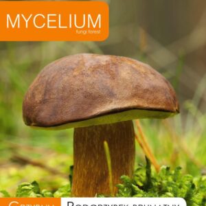 Grzybnia Mycelium Podgrzybek brunatny 10g grzyby w ogrodzie Grzybnia Mycelium Podgrzybek brunatny 10g grzyby w ogrodzie
