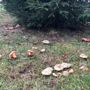 Grzybnia Mycelium mleczaj rydz 10 g grzyby w ogrodzie Grzybnia Mycelium mleczaj rydz 10 g grzyby w ogrodzie